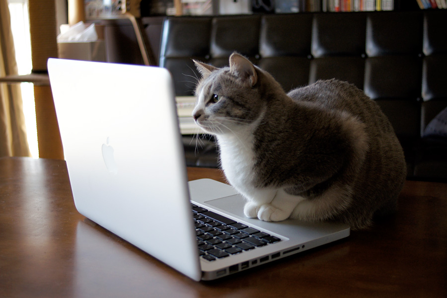 Кот разработчик. Котик с компьютером. Кот за компьютером. Котик с ноутбуком. Кот за ноутом.